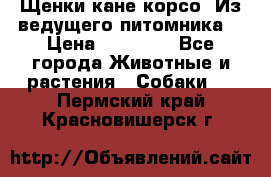 Щенки кане корсо! Из ведущего питомника! › Цена ­ 60 000 - Все города Животные и растения » Собаки   . Пермский край,Красновишерск г.